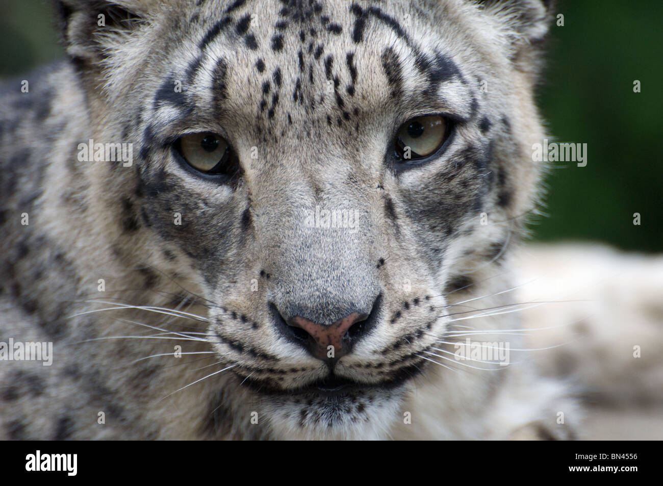 Snow Leopard femelle face close-up Banque D'Images