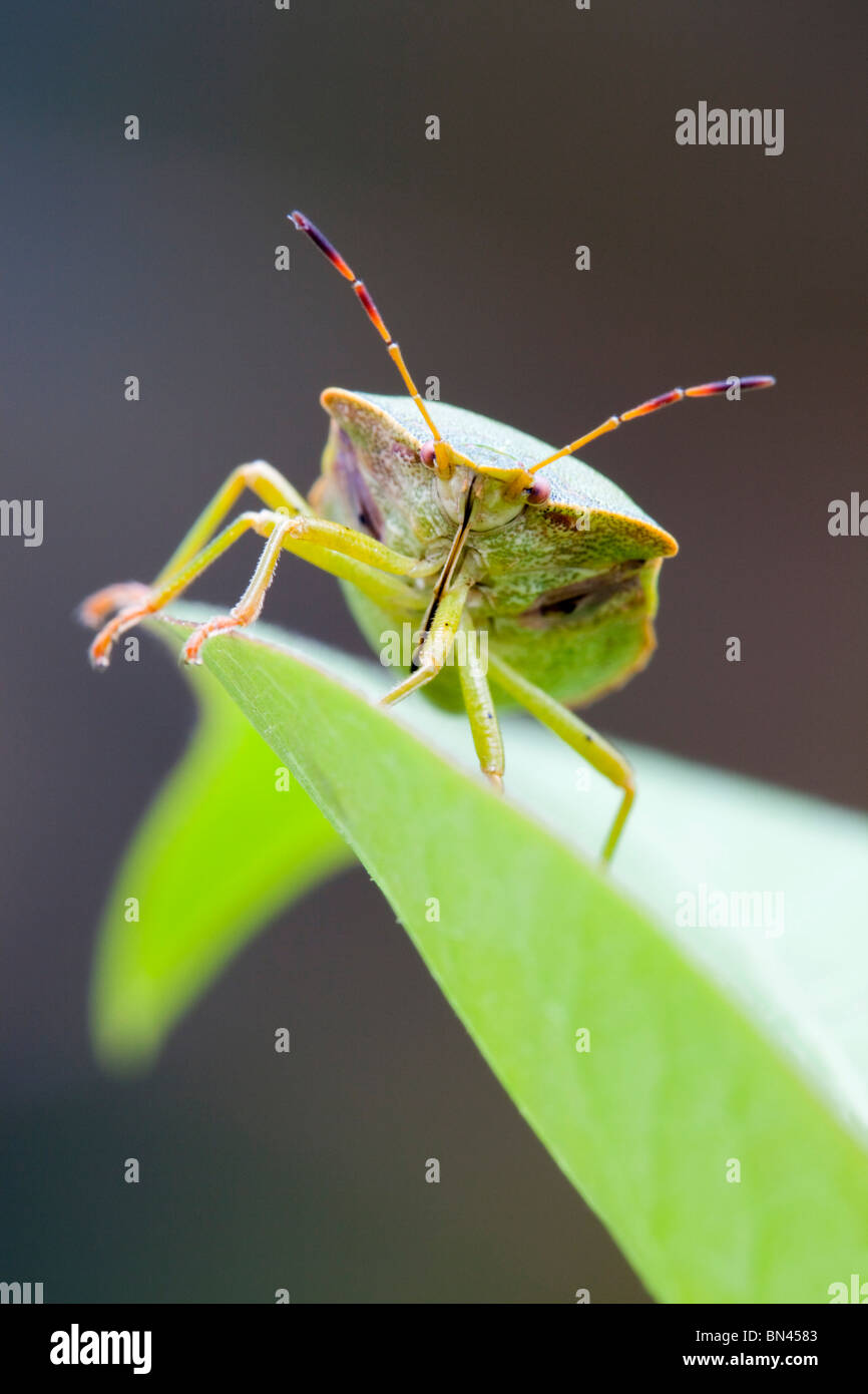 Blindage commun Bug ; Palomena prasina ; sur une feuille Banque D'Images