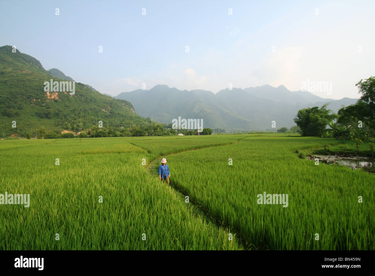 Agriculteur vietnamien marche à travers un champ de riz Banque D'Images