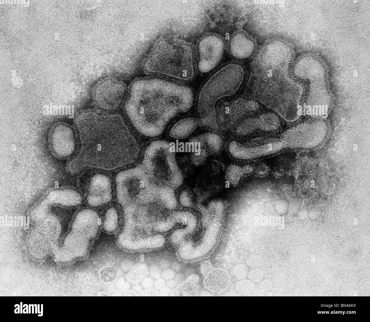 Micrographie électronique à transmission (TEM) de l'A/New Jersey/76 (HSW1N1), un type de virus de la grippe porcine Banque D'Images