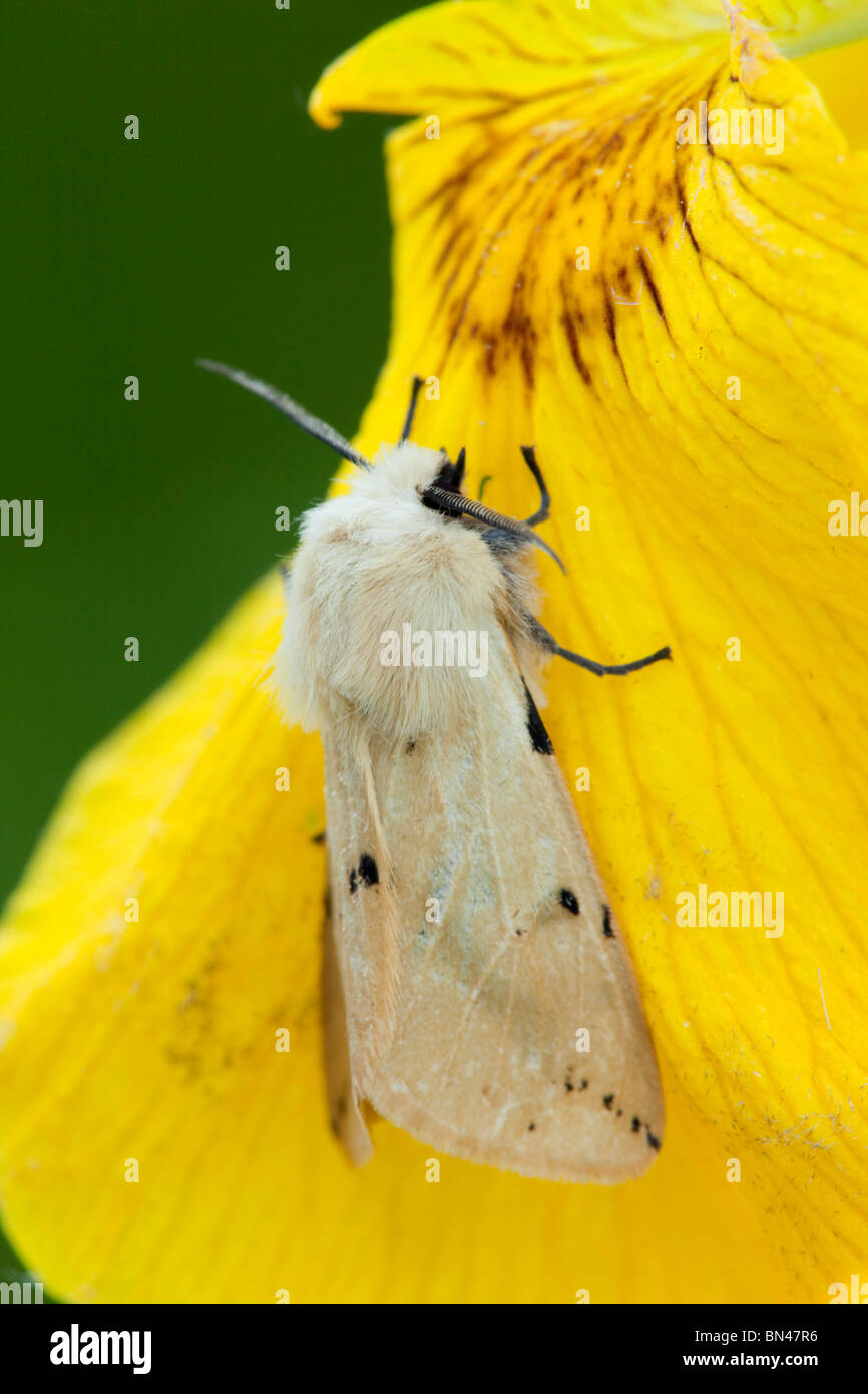 Hyponomeute du chamois ; Spilosoma lutea Banque D'Images