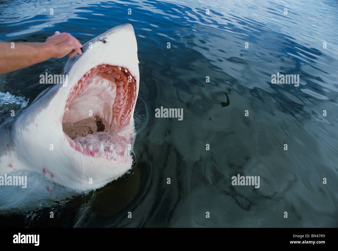 'Chatouillant jusqu' Grand requin blanc (Carcharodon carcharias) - technique utilisée par André Hartman pour ouvrir la bouche du requin. Banque D'Images