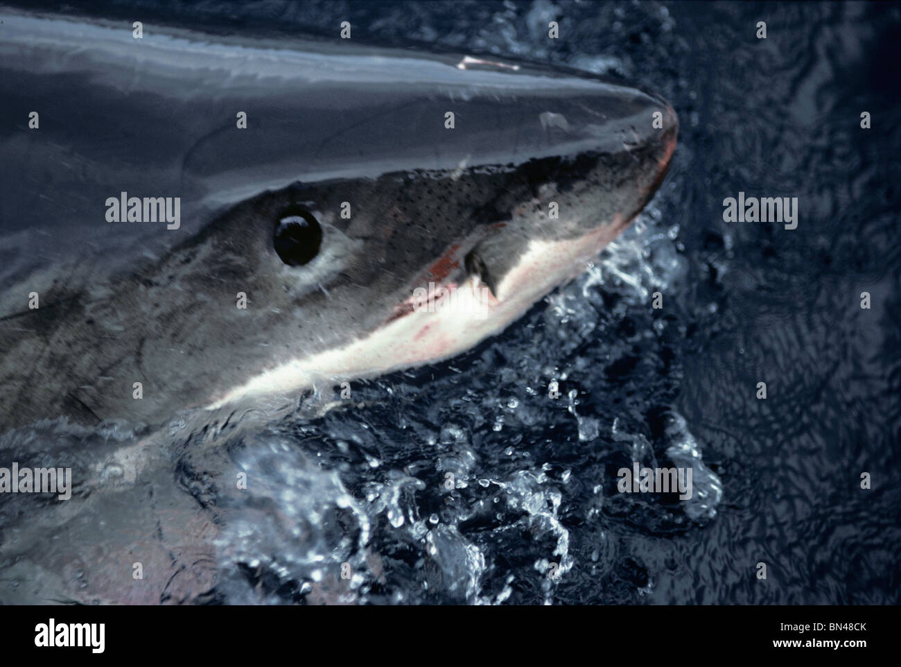 Grand requin blanc (Carcharodon carcharias), dangereux Reef, dans le sud de l'Australie - Grande Baie australienne. Banque D'Images