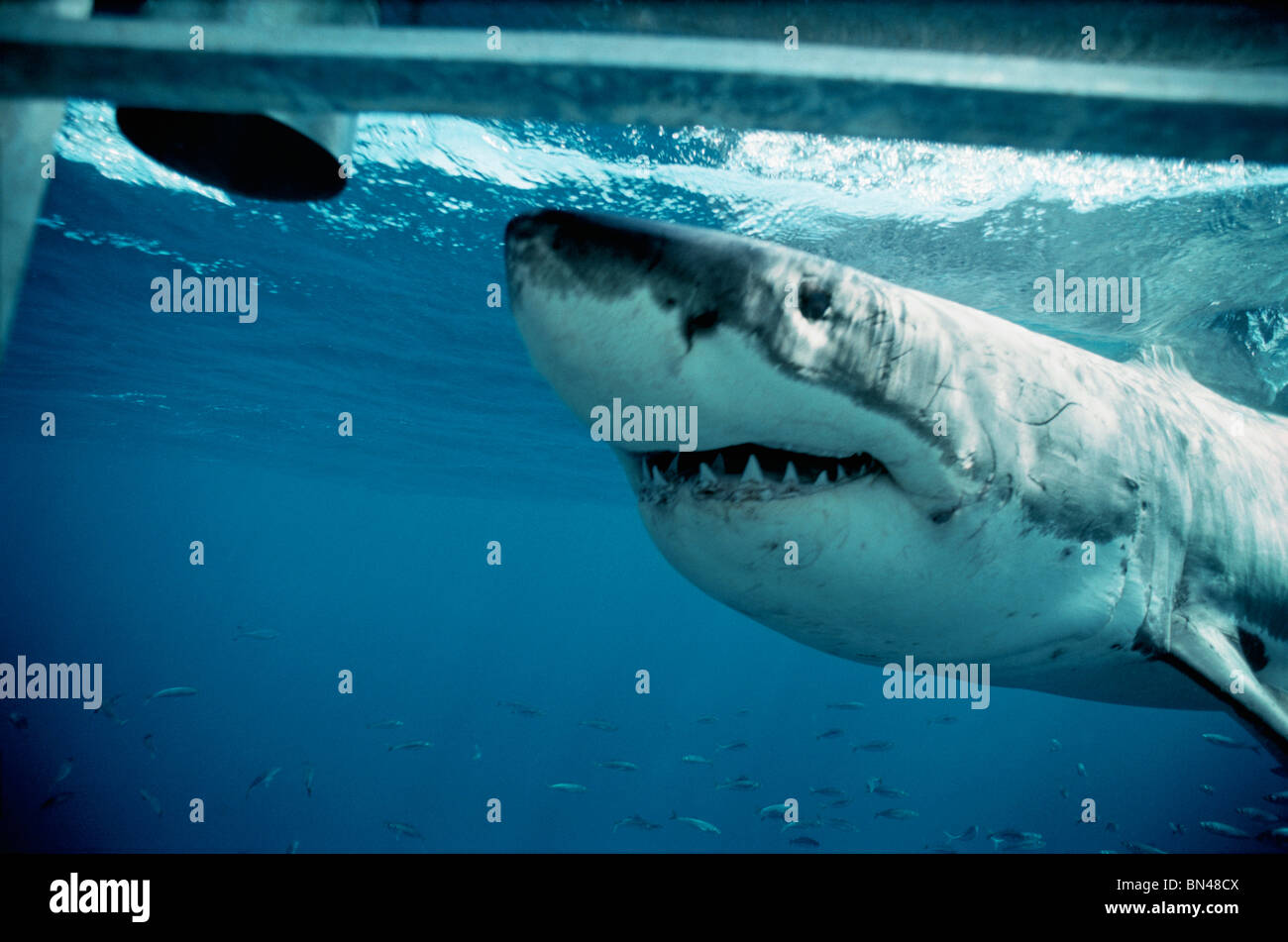 Grand requin blanc (Carcharodon carcharias) attaque de requin de protection cage de plongée, dangereux de corail, Australie du Sud Banque D'Images