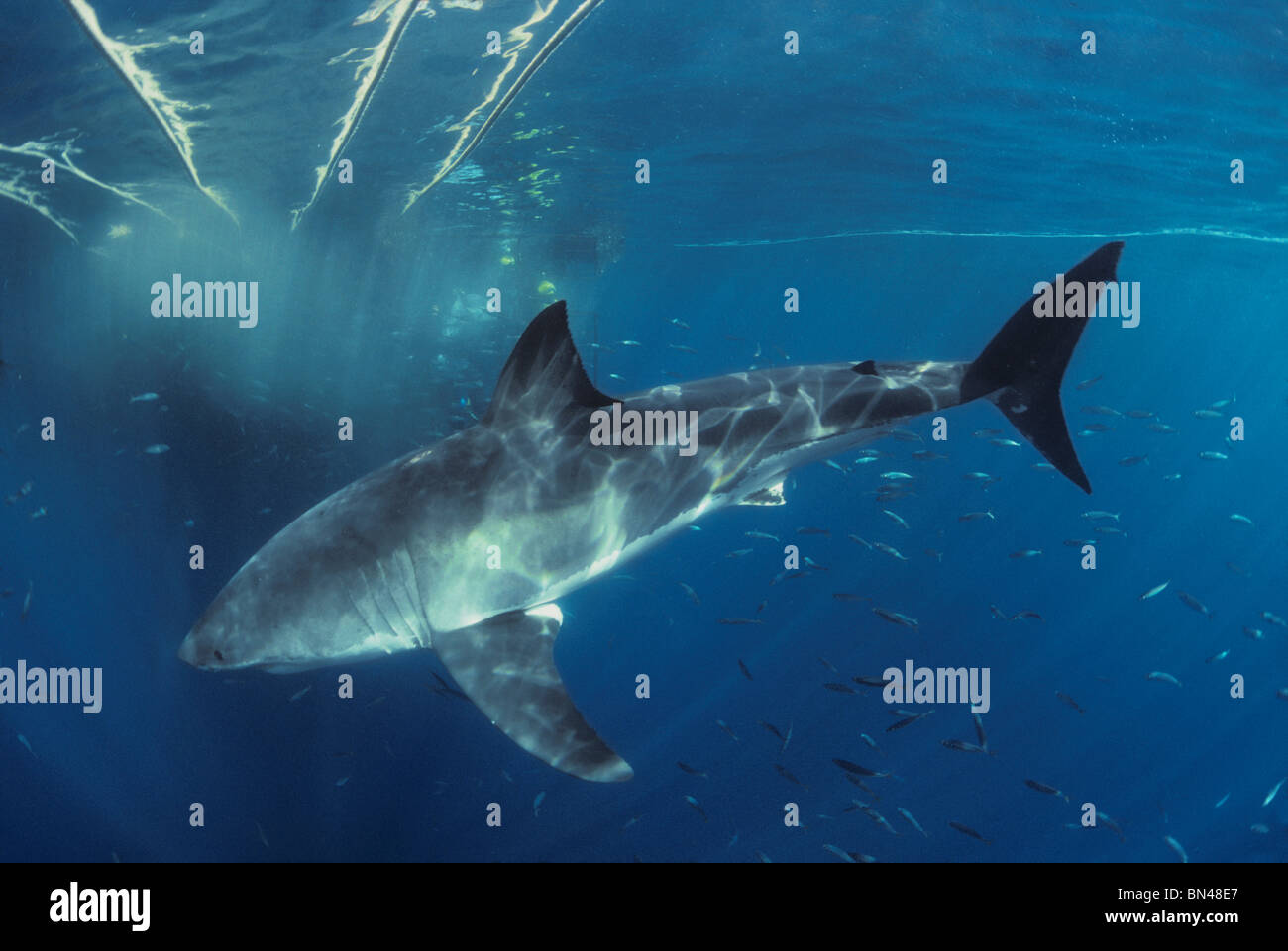 Grand requin blanc (Carcharodon carcharias) piscine entouré avec chum et le sang et la scolarité de Maquereaux Banque D'Images