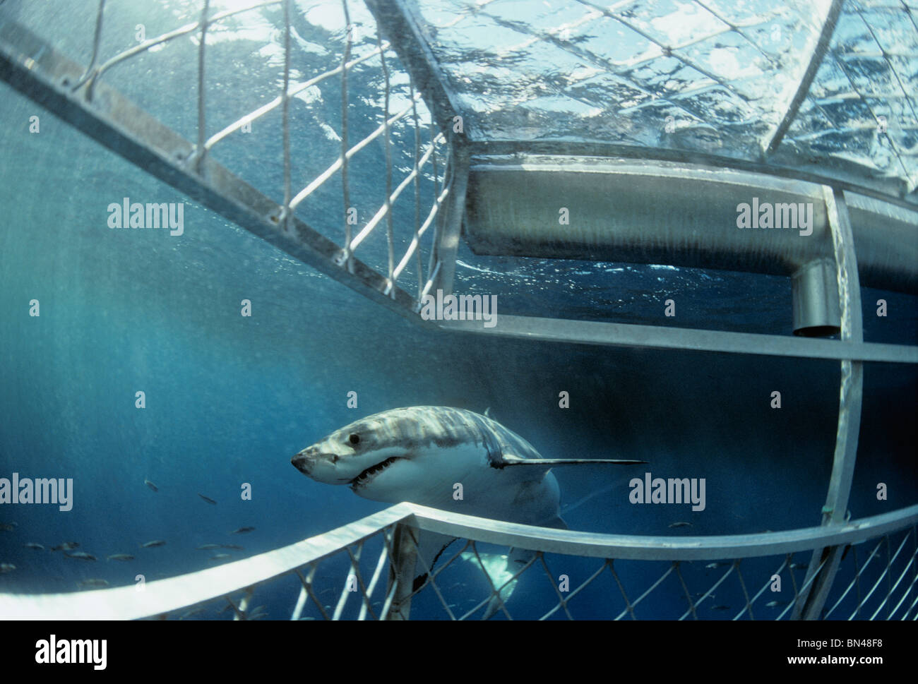 Grand requin blanc (Carcharodon carcharias) natation plongée requins de protection dernière cage, récif dangereux, l'Australie du Sud Banque D'Images