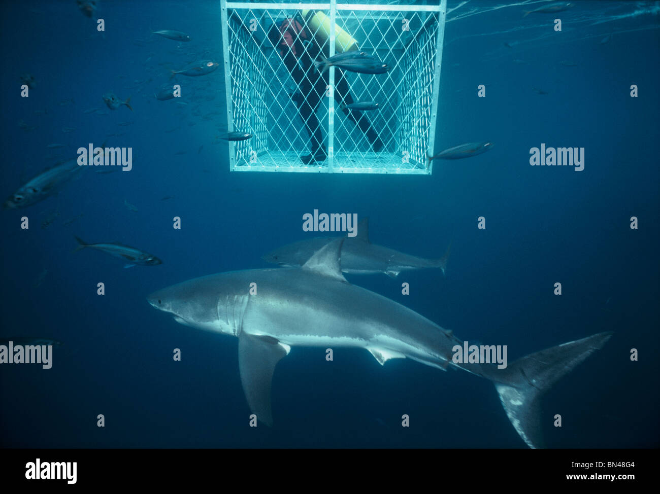 Plongeur, dans la cage de protection, filmer les grands requins blancs (Carcharodon carcharias) entouré par la scolarité Maquereaux Australie Banque D'Images