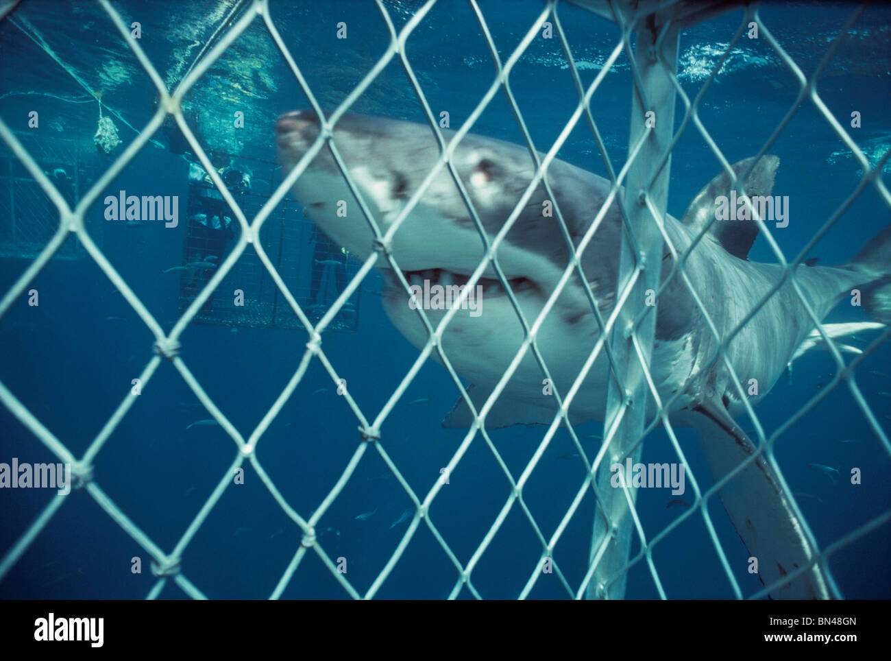 Divers tournage Grand requin blanc (Carcharodon carcharias) approche de cage de protection, dangereux de corail, Australie du Sud Banque D'Images