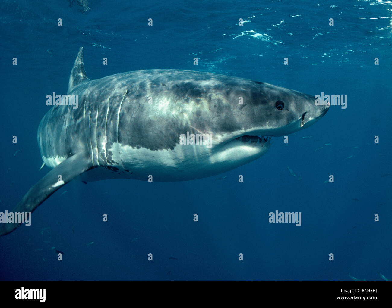Grand requin blanc (Carcharodon carcharias), dangereux Reef, dans le sud de l'Australie - Grande Baie australienne. Banque D'Images