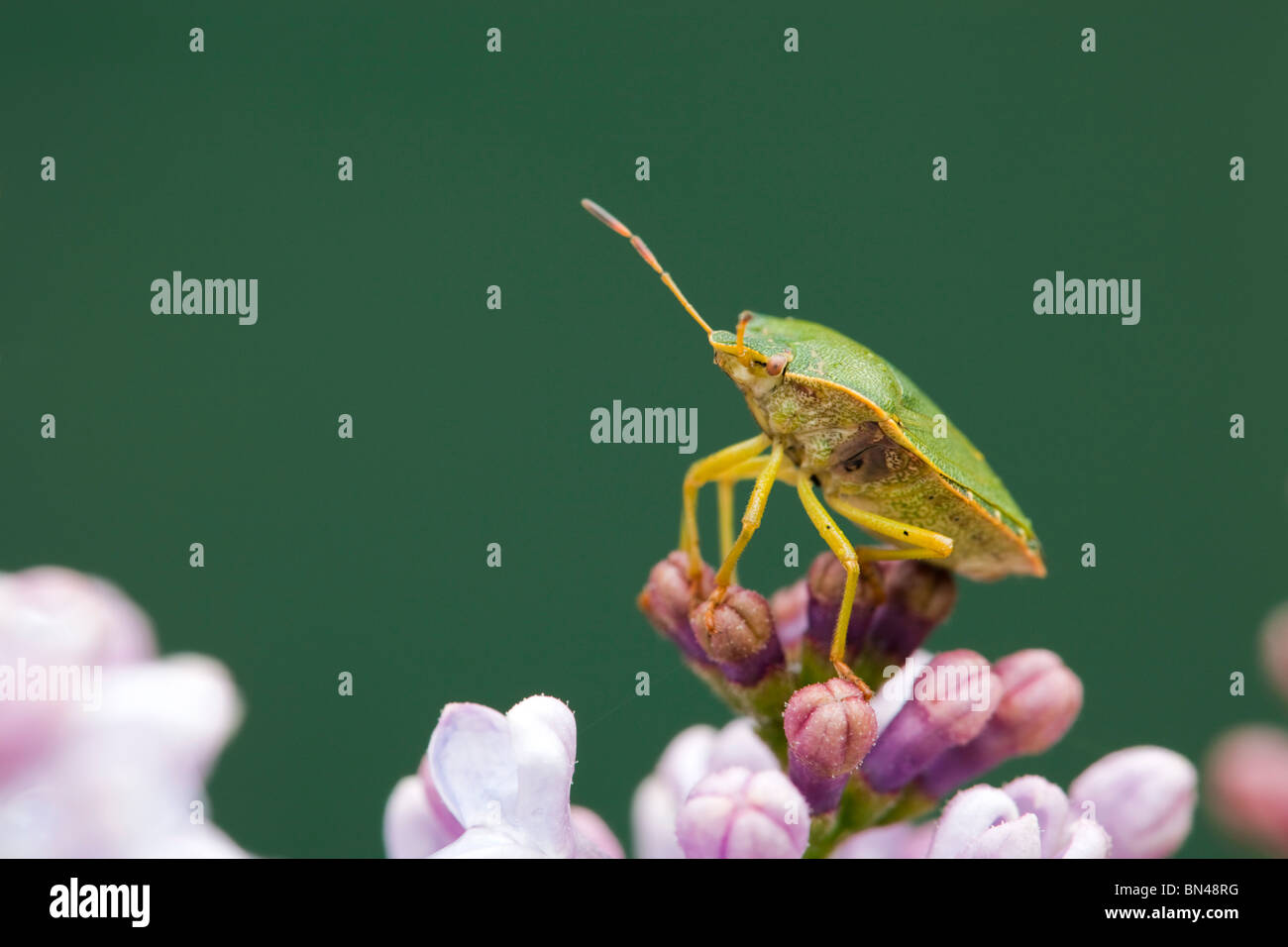 Blindage commun Bug ; Palomena prasina Banque D'Images