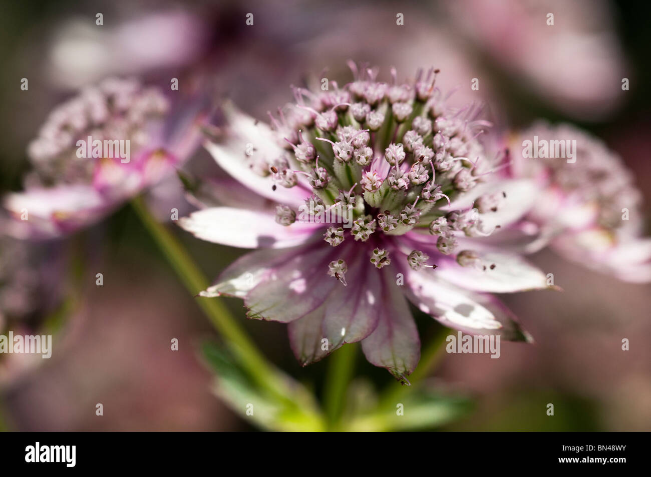 Masterwort Astrantia major, Grand, en fleurs Banque D'Images