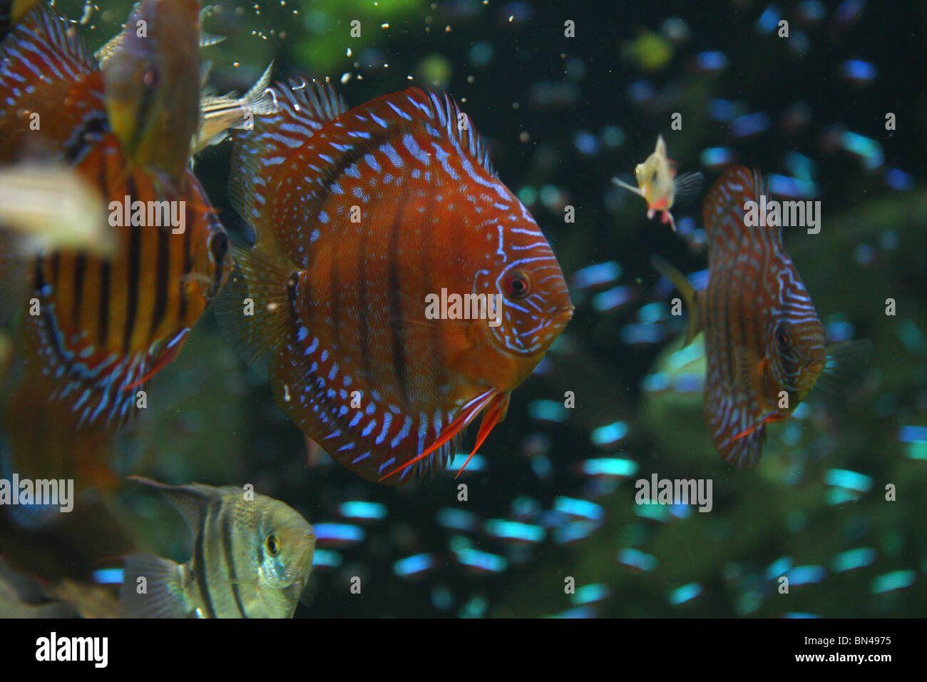 Discus Symphysodon aequifasciata, bleu Banque D'Images