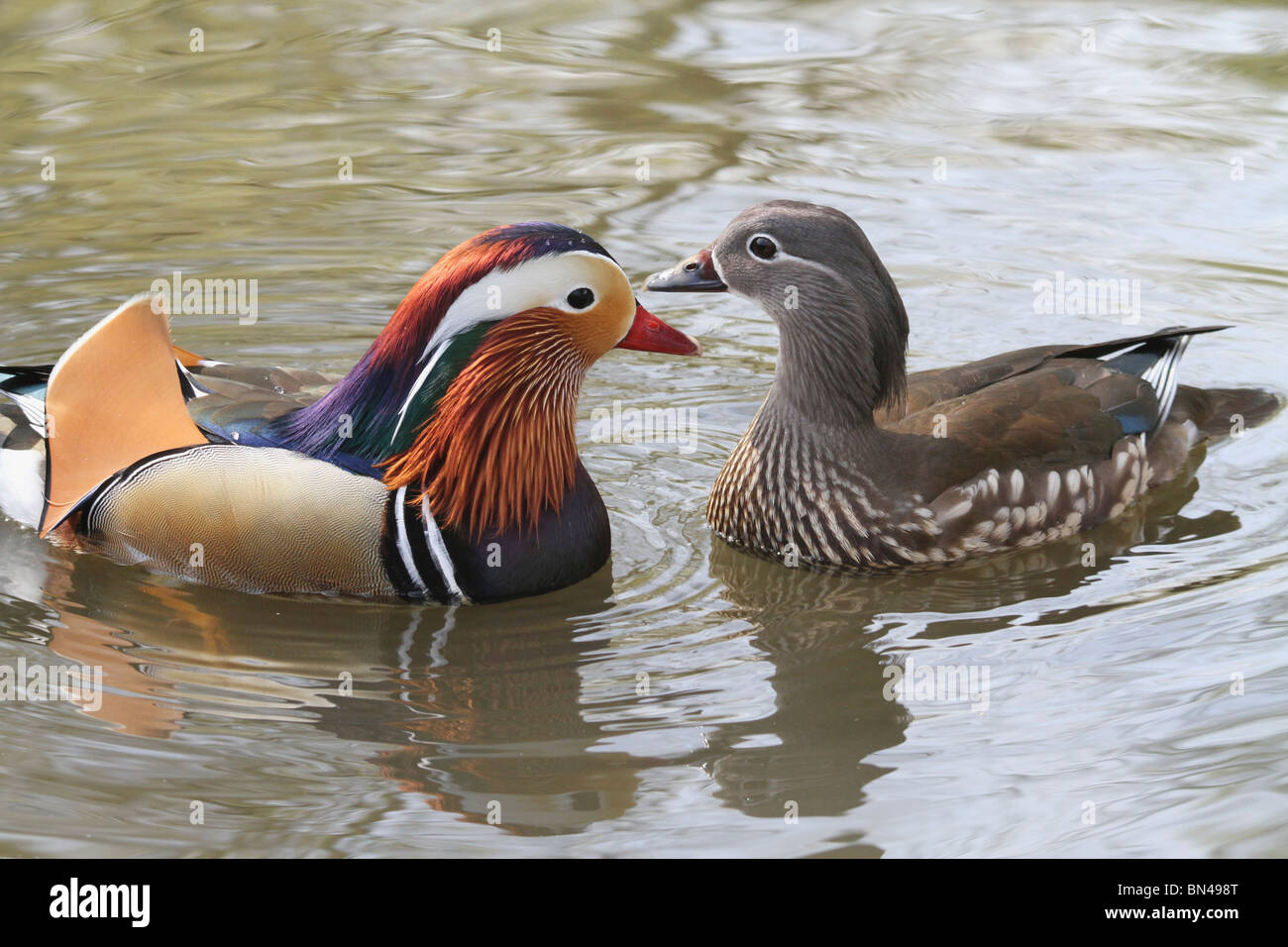 Homme et femme Canard Mandarin ( Aix galericulata ) en face de l'autre dans un étang à Richmond Park, Angleterre Banque D'Images