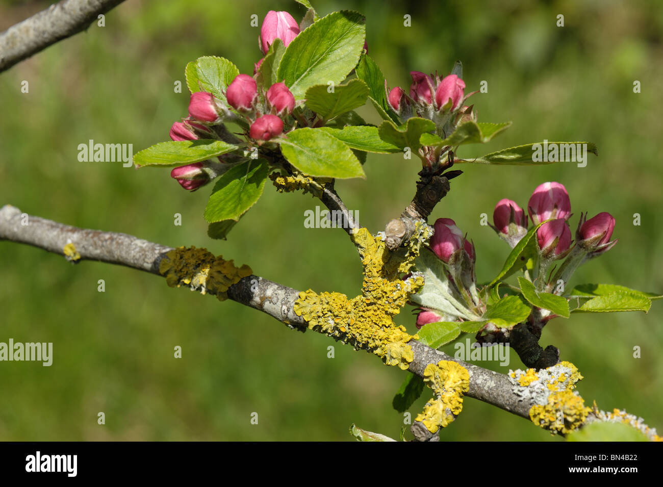 Xanthoria parietina, un lichen de couleur orange sur apple bois avec des boutons de fleurs rose Banque D'Images