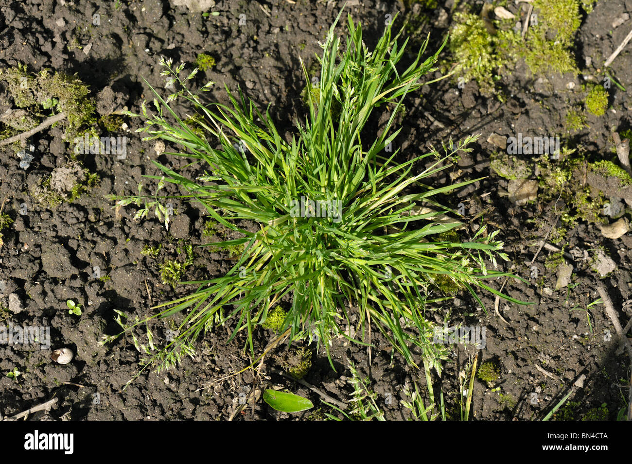 Meadow-grass annuel (Poa annua) la floraison des plantes isolées Banque D'Images