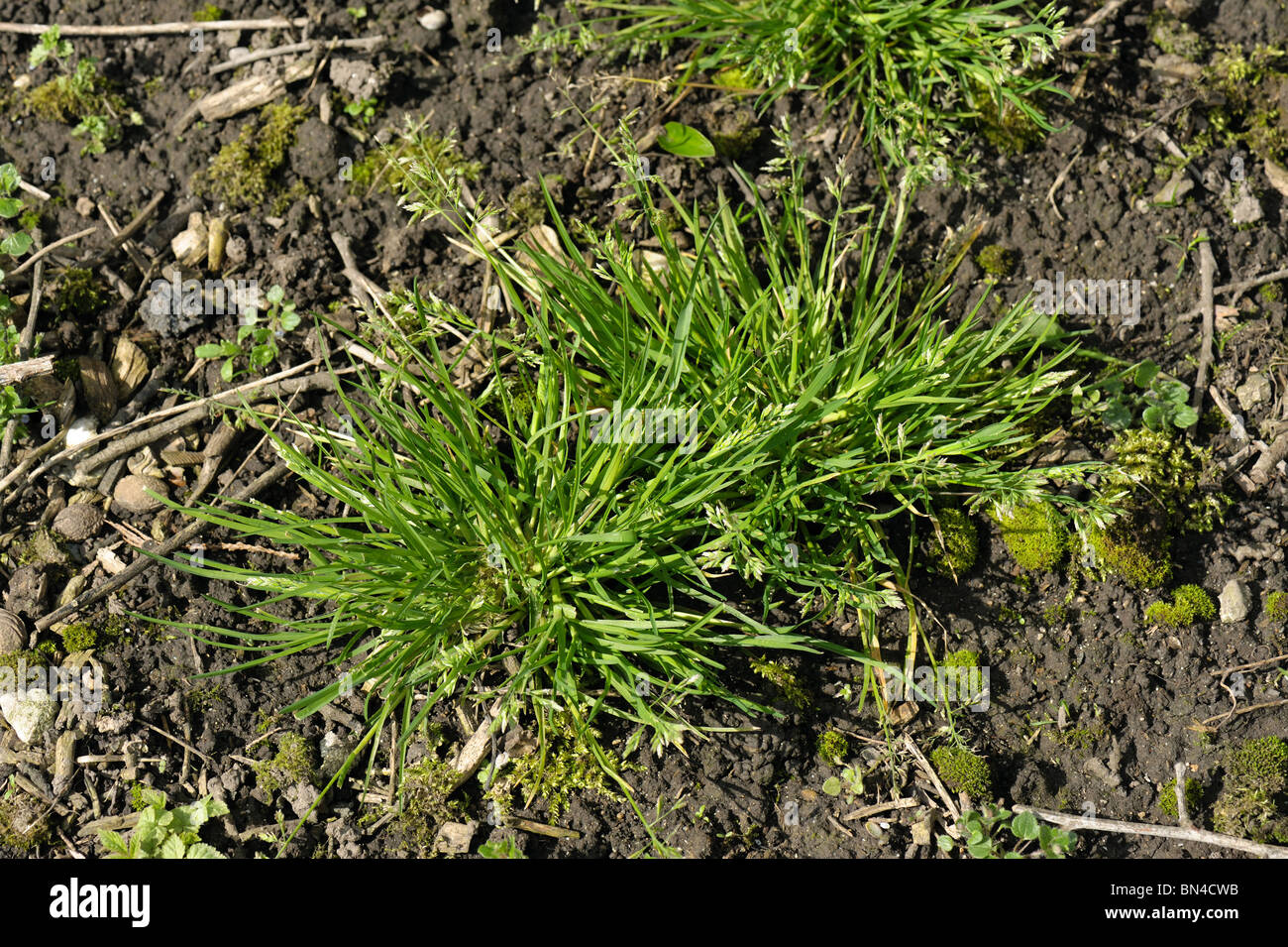 Meadow-grass annuel (Poa annua) la floraison des plantes isolées Banque D'Images