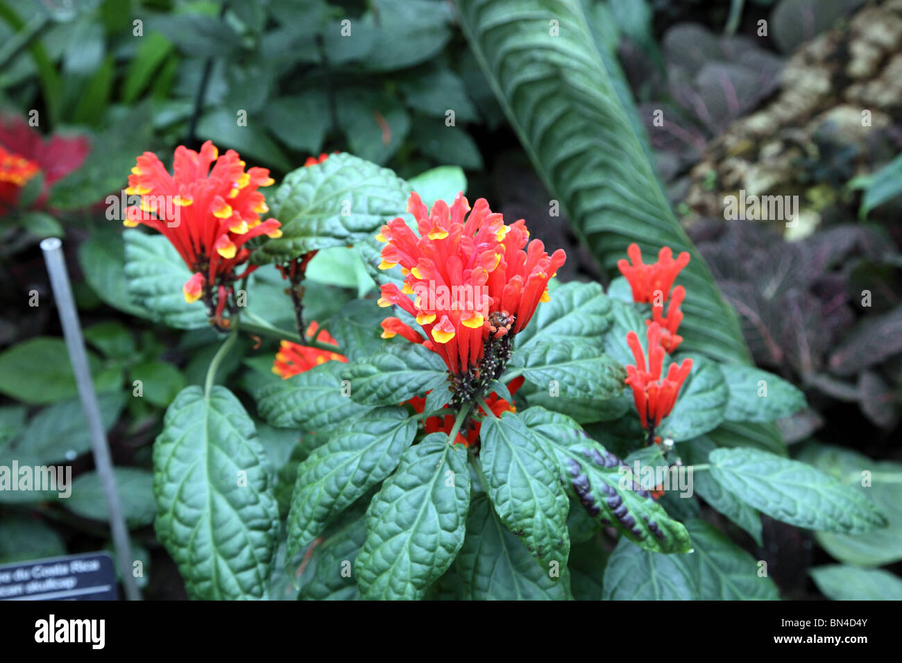 Scutellaria costaricana, Scutellaire du Costa Rica Banque D'Images