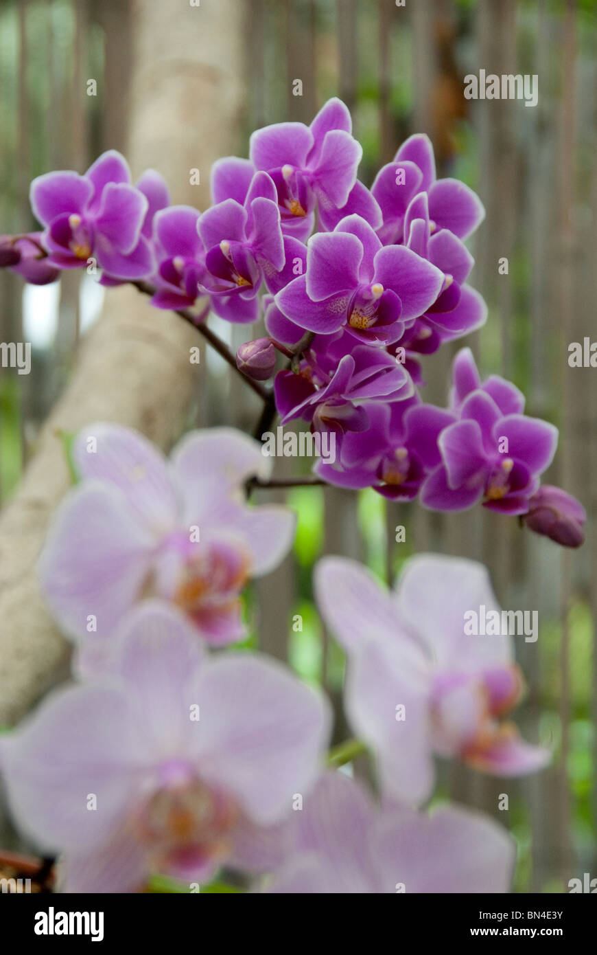 Terreau Orchidée 6L - Jardi Pradel - Jardinerie et fleuriste à