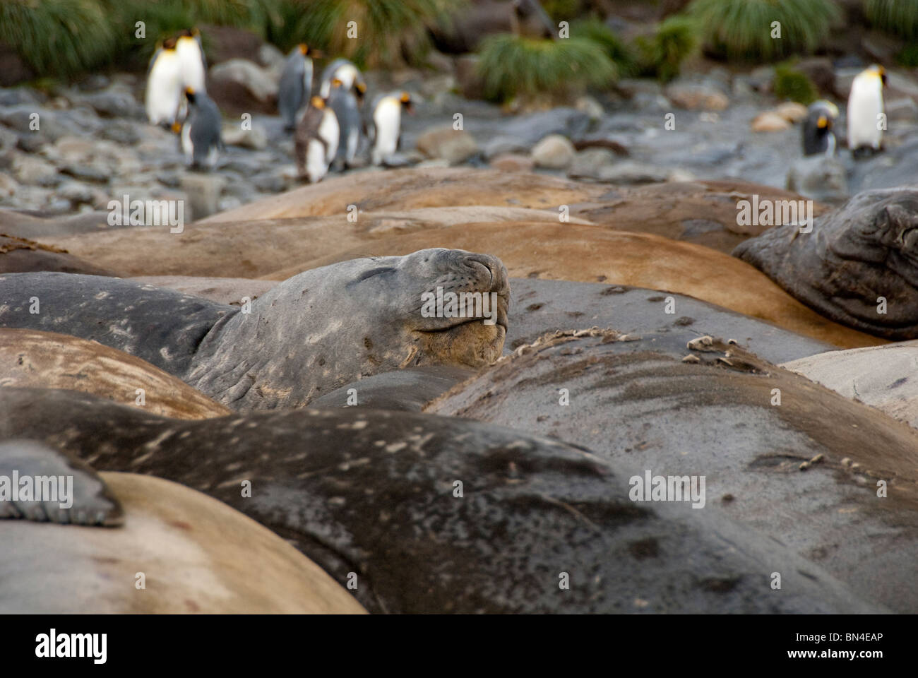 South Georgia Island, Gold Harbour. L'éléphant de mer du sud (Mirounga leonina) sur la plage avec des manchots royaux. Banque D'Images