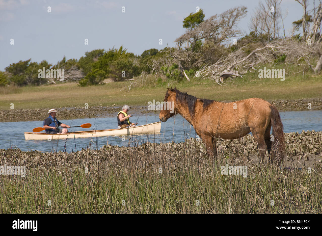 Mustang espagnol sauvages Kayak pagaie en regardant les hommes sur l'île de carotte en Caroline du Nord Banque D'Images