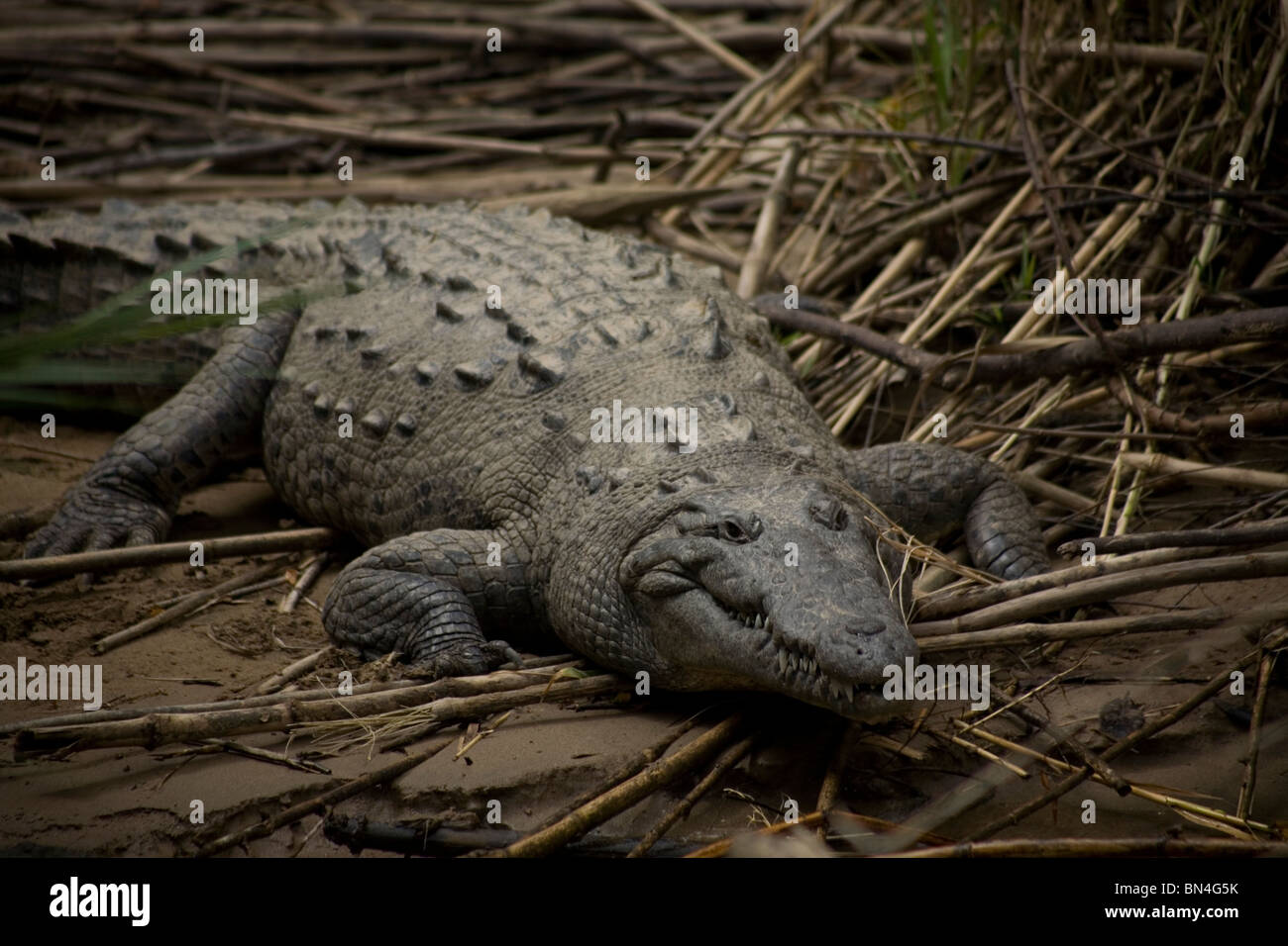 Un Crocodile se dresse sur la rive de la rivière Grijalva, CanyonTuxla Sumidero Gutierrez, Chiapas, Mexique Banque D'Images