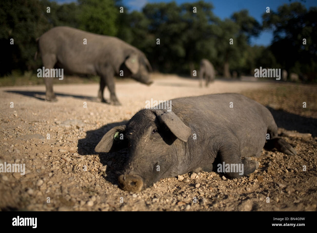 Les porcs ibériques espagnol reste dans la campagne en Prado del Rey, La Sierra de Cadiz, Cadiz Province, Andalusia, Spain Banque D'Images