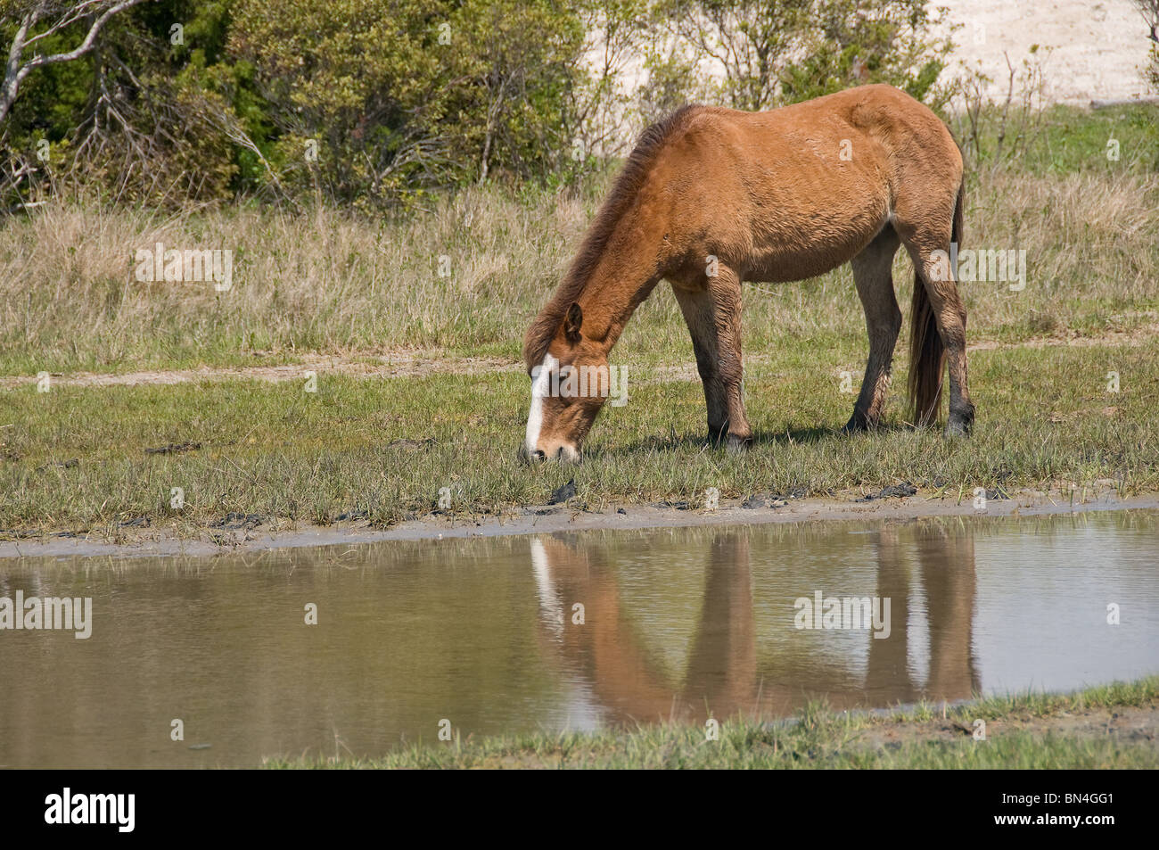Le pâturage de chevaux sauvages Mustang Espagnol Banque D'Images