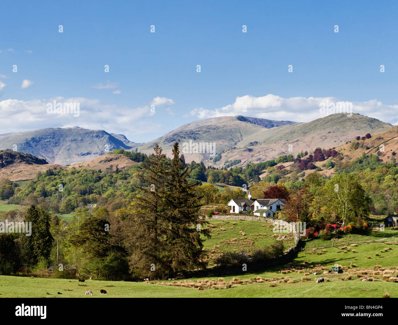 Ferme rurale au nord-est de Coniston entouré de montagnes en été dans le Lake District, UK Banque D'Images