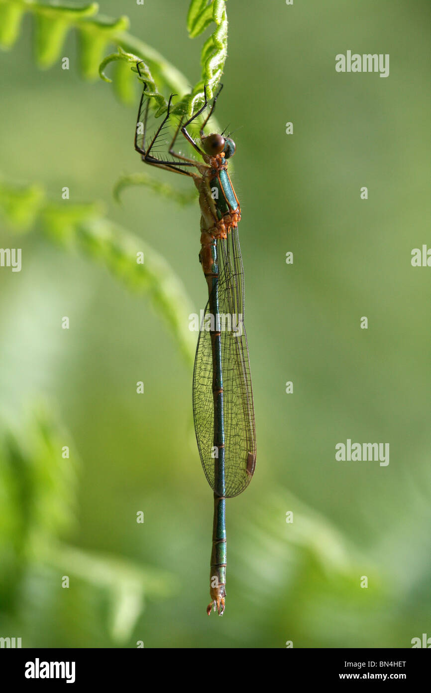 Demoiselle Lestes sponsa émeraude pris en Cumbria, UK Banque D'Images