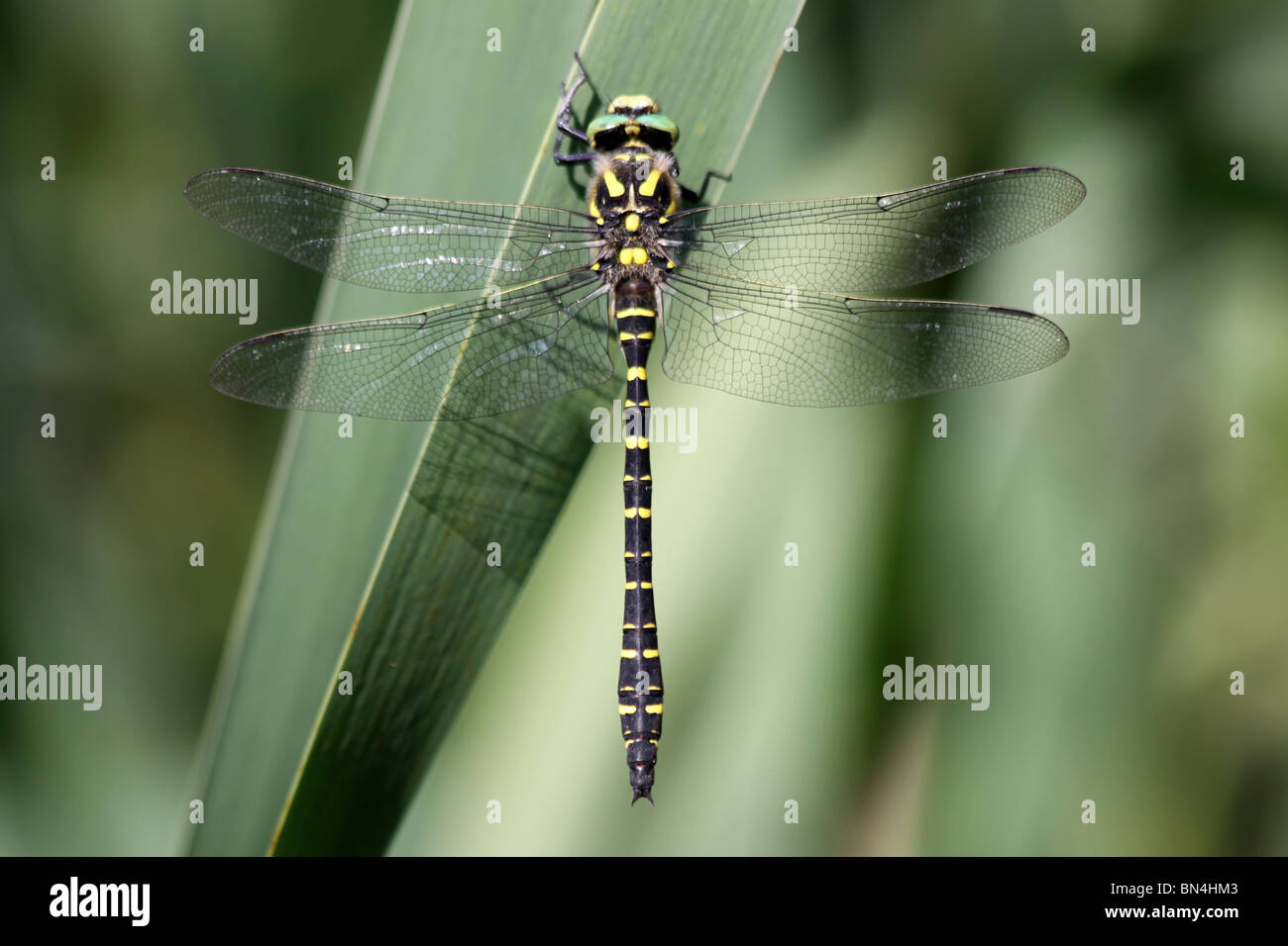 Golden-ringed Dragonfly Cordulegaster boltonii prises en Cumbria, UK Banque D'Images