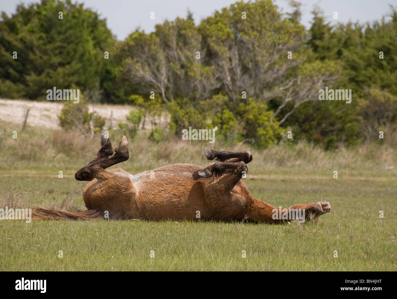 Wild horse Mustang espagnol roulant sur le dos de la Caroline du Nord de l'île de carotte Banque D'Images