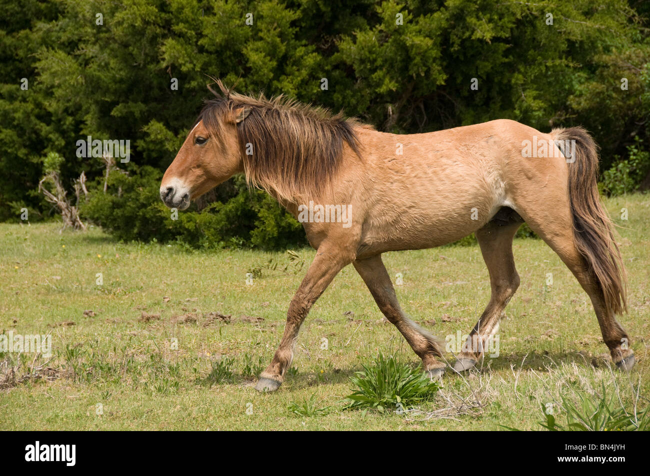 Wild horse Mustang espagnol sur l'île de carotte en Caroline du Nord Banque D'Images