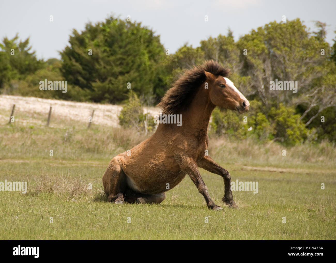 Wild horse Mustang espagnol se lever après repos.sur l'île de Caroline du Nord. Banque D'Images