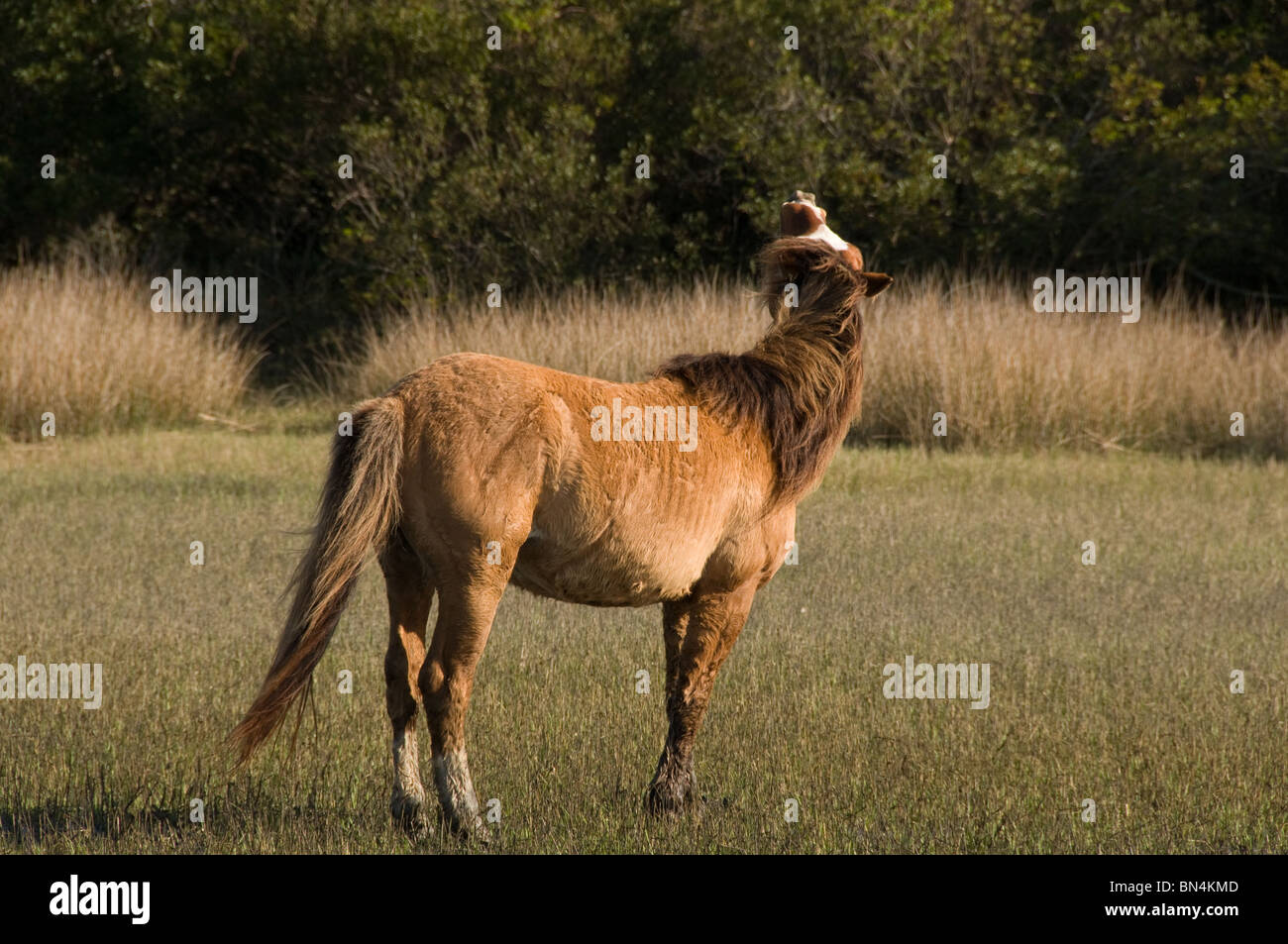 Wild horse Mustang espagnol renifle l'air sur l'île de carotte en Caroline du Nord Banque D'Images
