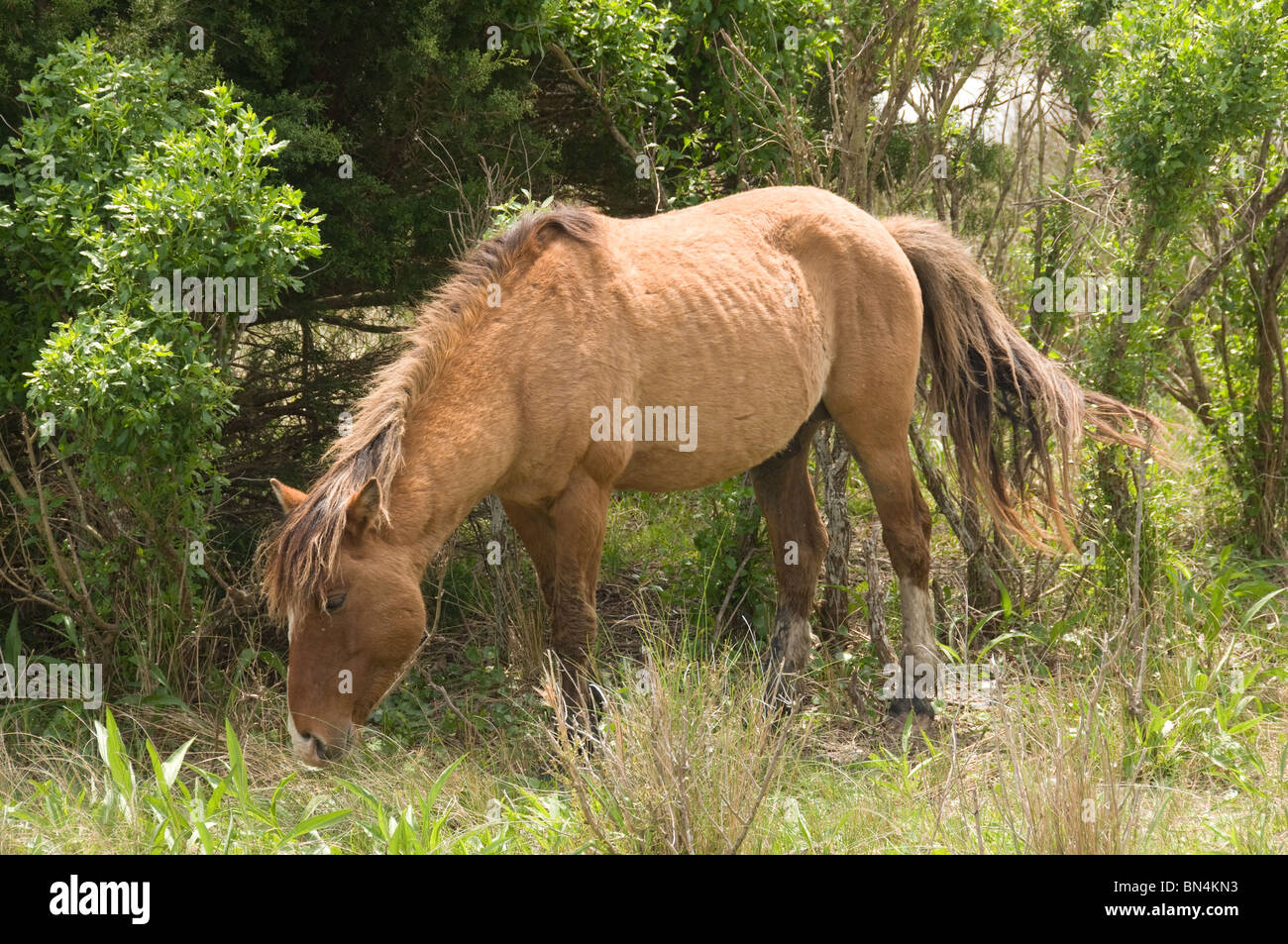 Le pâturage des chevaux sauvages en Caroline du Nord Banque D'Images