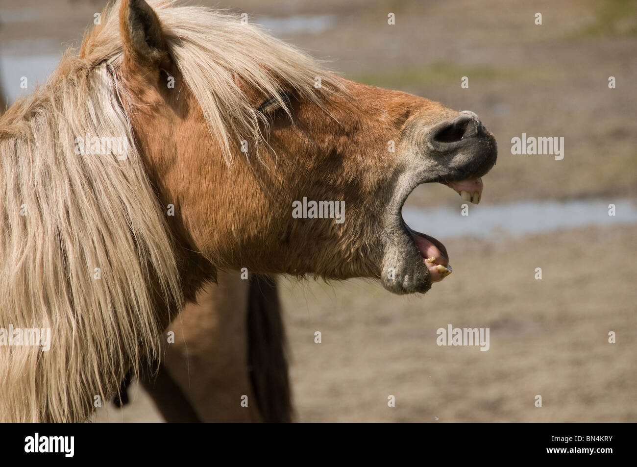 Wild horse close up North Carolina Banque D'Images