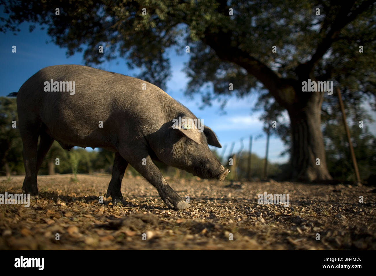 Un porc ibérique espagnol balades dans la campagne en Prado del Rey, La Sierra de Cadiz, Cadiz Province, Andalusia, Spain Banque D'Images
