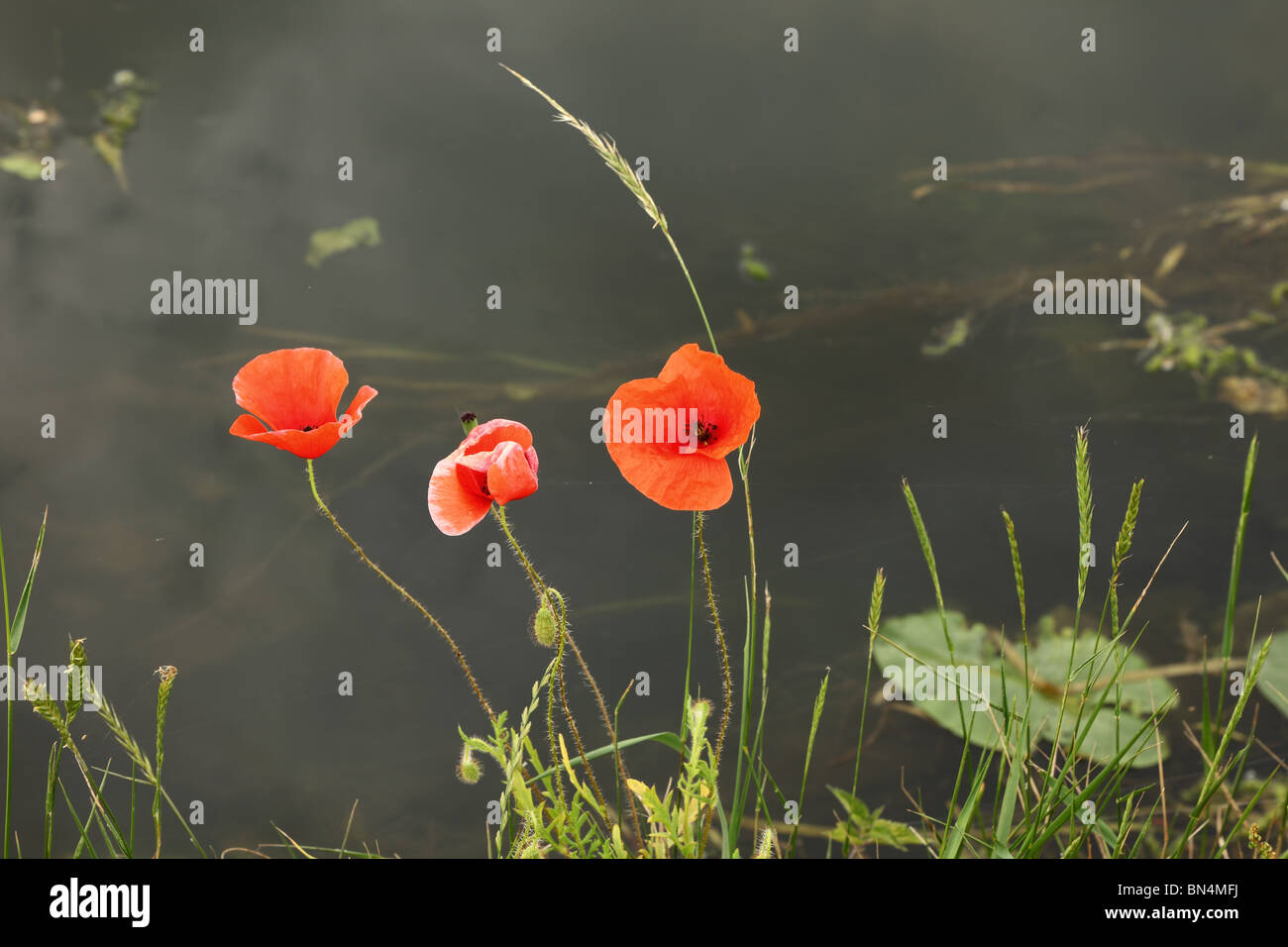 Coquelicots par Rivière Cam Cambridgeshire Angleterre Banque D'Images