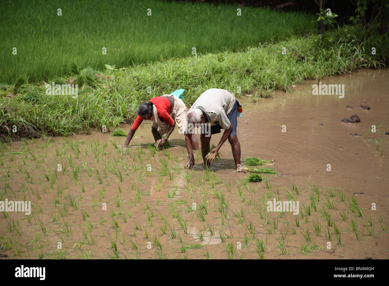 Agriculteurs, hommes et femmes de riz paddy de replantation en champ ; Konkan Maharashtra Inde ; ; PAS DE MR Banque D'Images