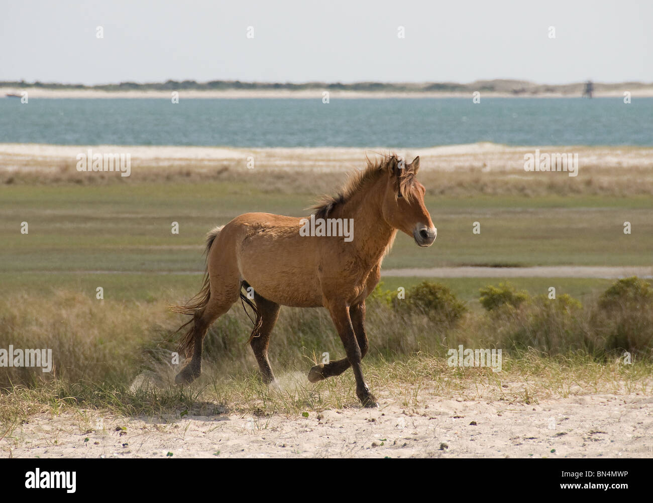 Les chevaux sauvages s'exécutant sur les Outer Banks de Caroline du Nord. Banque D'Images
