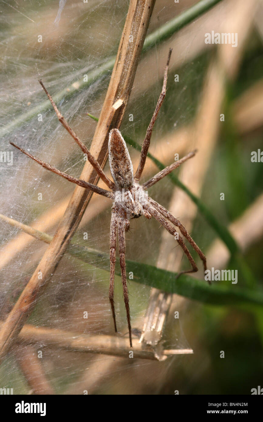 Pépinière femelle araignée Pisaura mirabilis-web prises en Cumbria, UK Banque D'Images