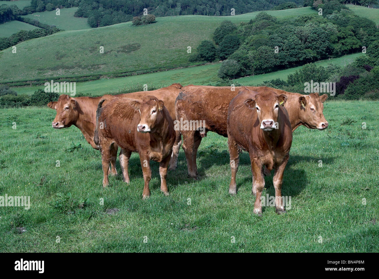 Farmer. Le Pays de Galles. UK Banque D'Images