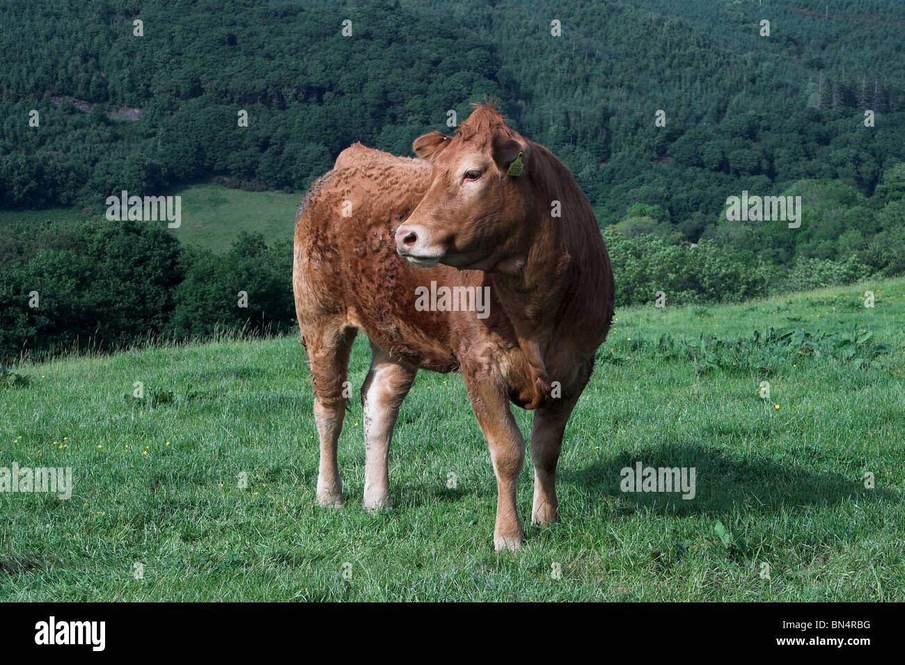 Vache dans champ. Le Pays de Galles. UK Banque D'Images