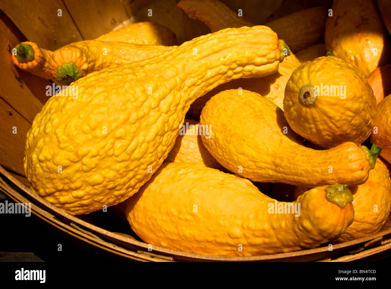 Un panier en bois jaune de squash à Farmers Market à Lake Charles LA Banque D'Images