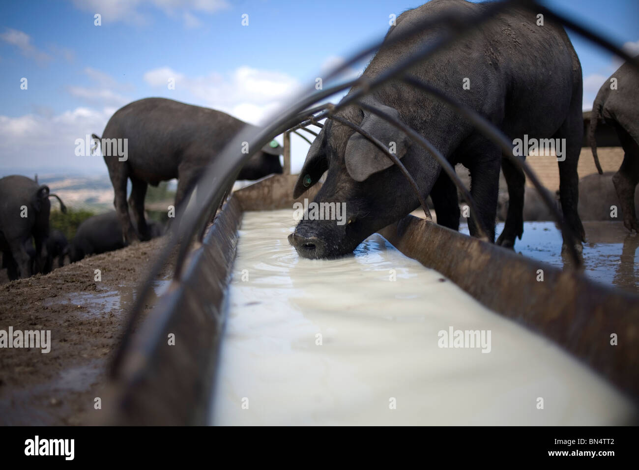 Les porcs ibériques espagnol verre whey sur une ferme porcine de Prado del Rey, La Sierra de Cadiz, Cadiz Province, Andalusia, Spain Banque D'Images