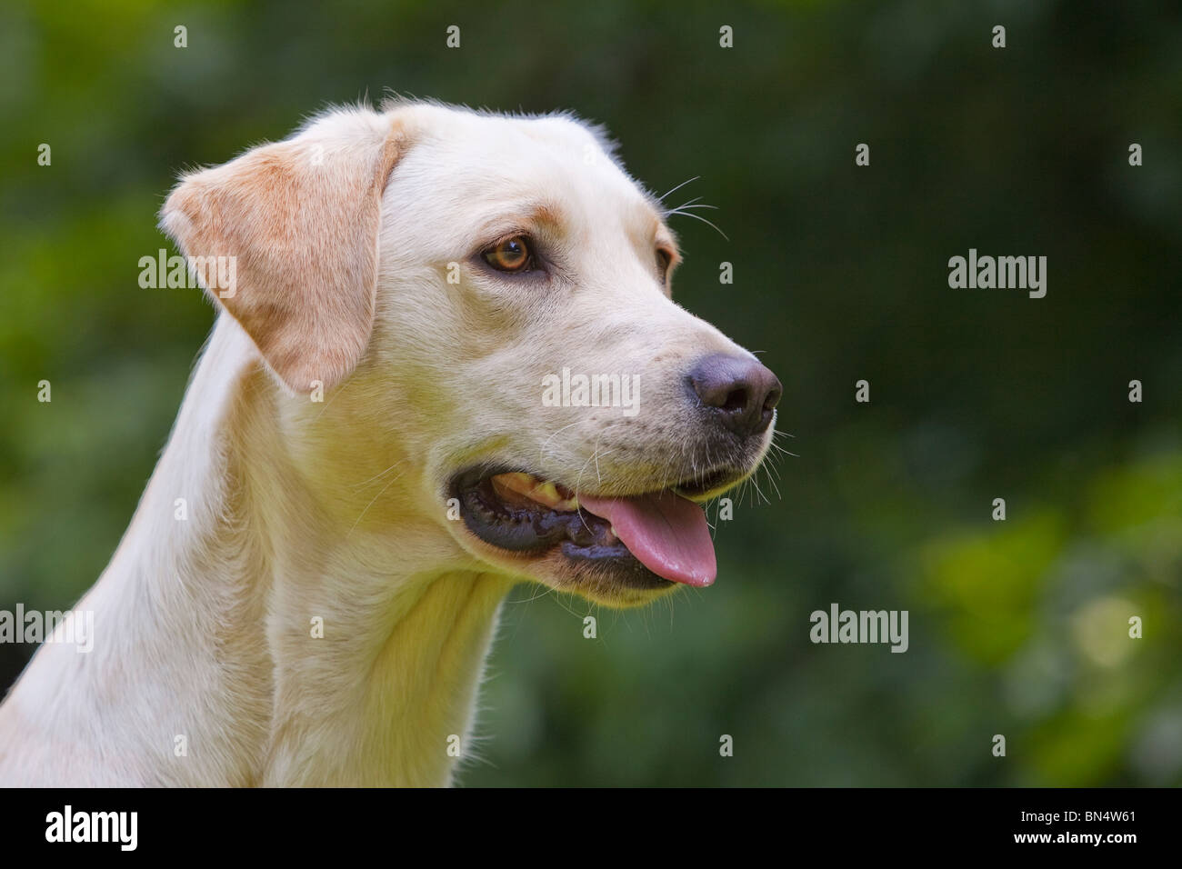 Un chien Labrador Retriever jaune assis dehors Banque D'Images