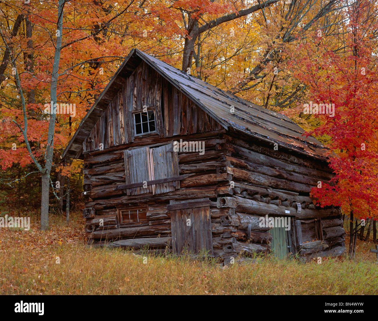 Le comté de Vilas, WI : journal Weathered barn entouré par l'automne couleur d'une forêt de feuillus de l'érable Banque D'Images