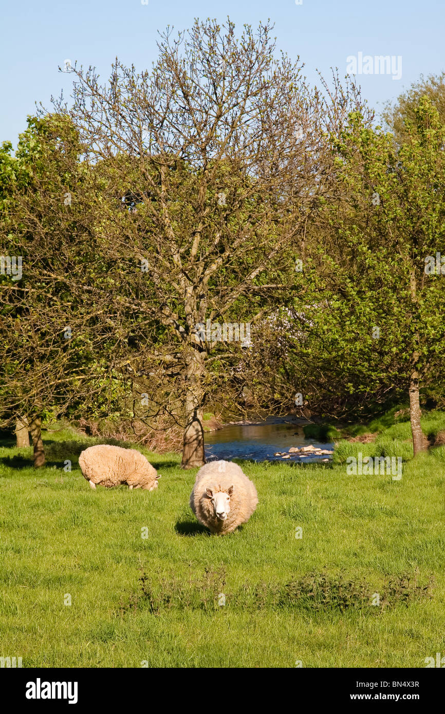 Moutons en fixant avec des arbres sur le terrain & river Banque D'Images