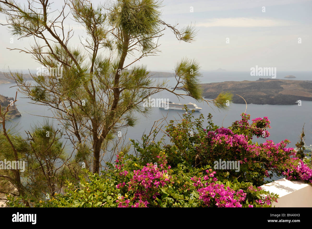 Bateau de croisière dans la caldeira de Santorin, Cyclades, Grèce de bougainvilliers en premier plan Banque D'Images
