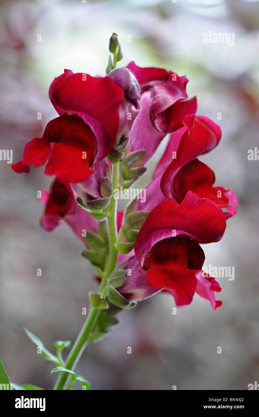 Antirrhinum (muflier) Banque D'Images